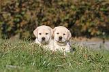 LABRADOR 329